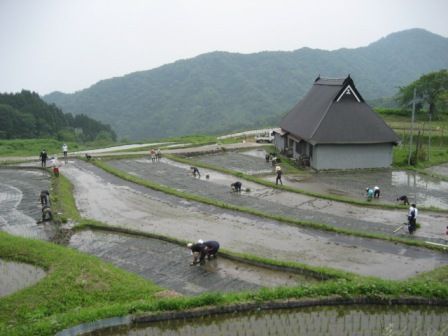 2011田植え2