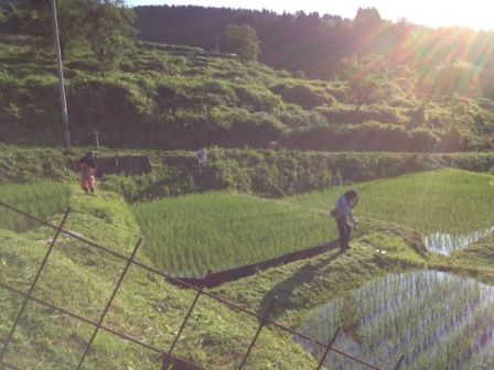 草刈り