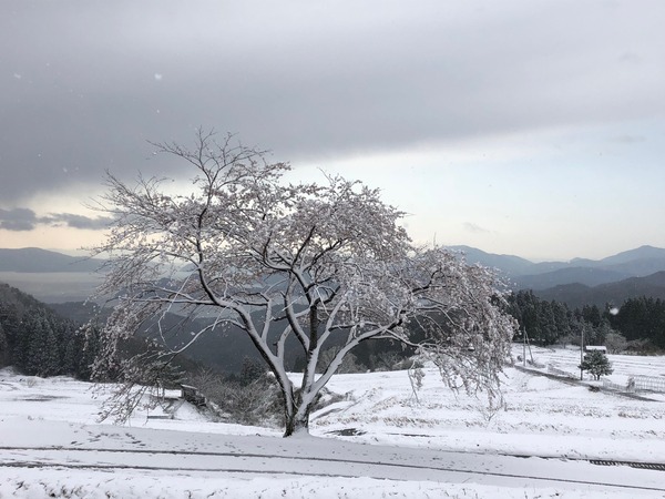 一本桜雪化粧2