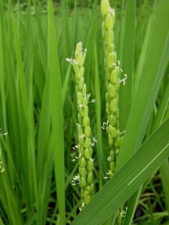 出穂、開花