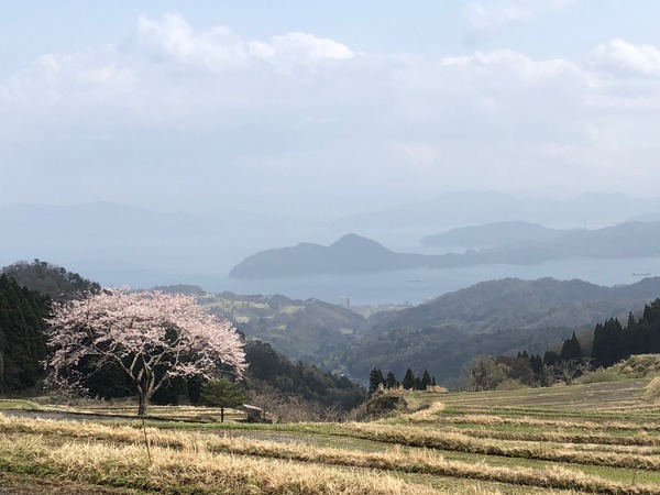 一本桜満開1
