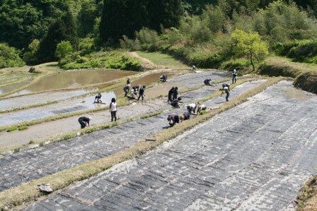 08田植え体験会16