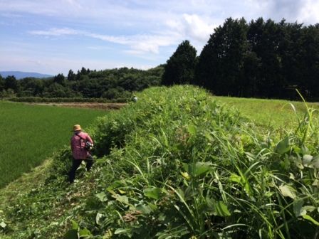 松尾棚田草刈り1