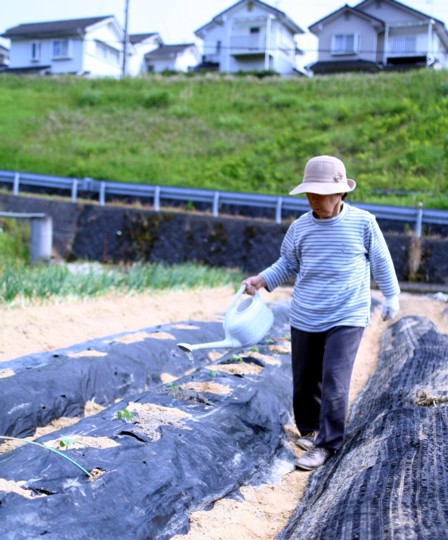 万願寺唐辛子と島オクラ5