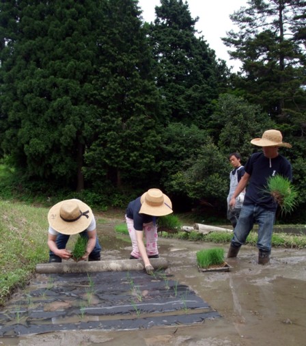 ブラウンライス様田植え2