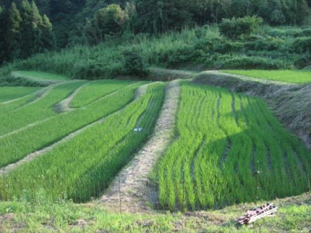 田植え後1ヶ月1
