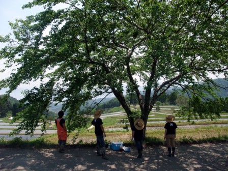 ブラウンライス様田植え5