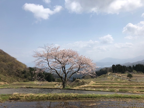 一本桜満開2