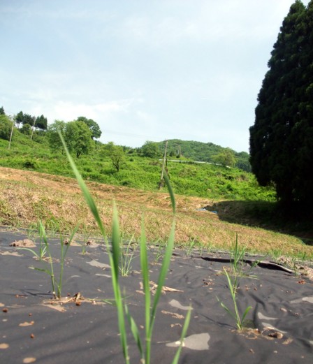 ブラウンライス様田植え3
