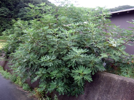 無花果