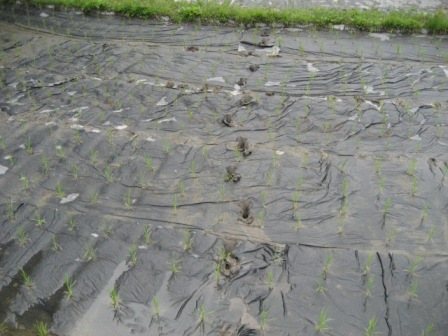 ����­�ף�