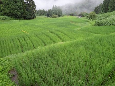 コシヒカリ圃場
