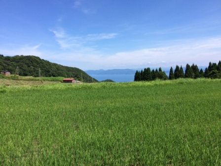 契約栽培田