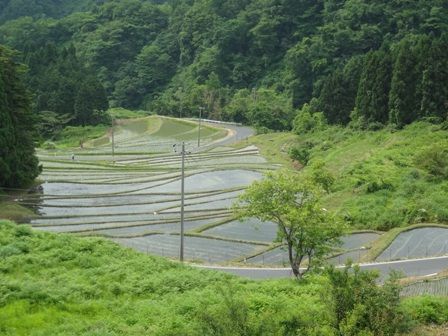 田植え後の棚田