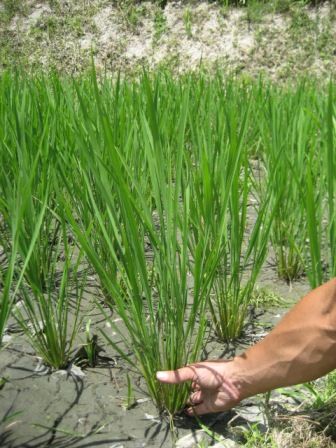 田植え後1ヶ月5