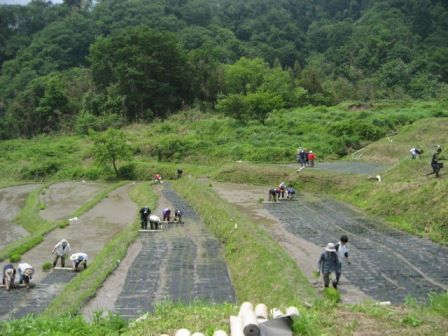 2011田植え1