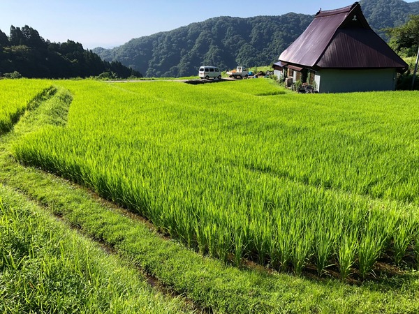 集落の棚田