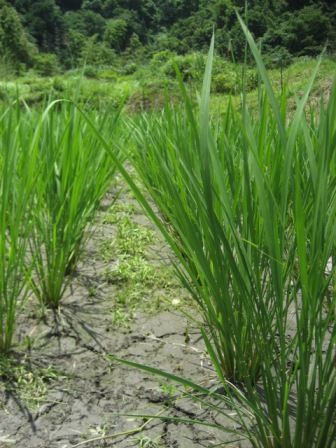田植え後1ヶ月4