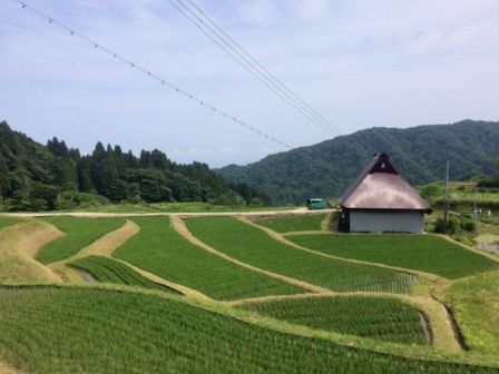 2017田植え後一ヵ月1