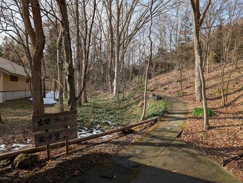 だいこんの花_8