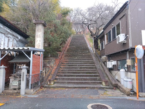 山茱萸_89