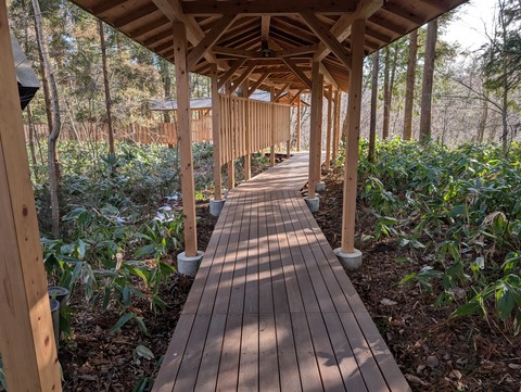 だいこんの花_70