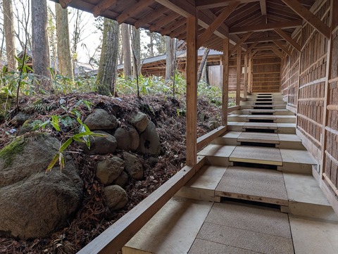 だいこんの花_74