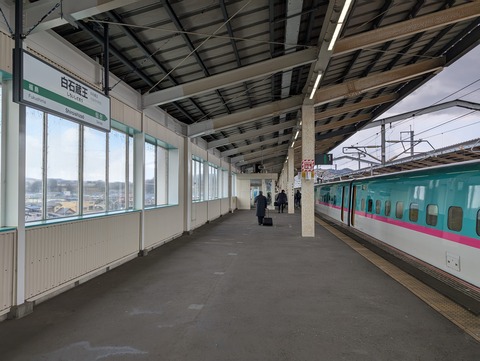 だいこんの花_1