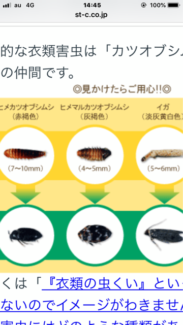 ヒメマルカツオブシムシ あしたへ 会 的日記