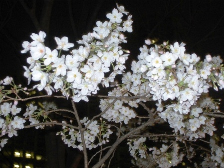 ������ࡡ������