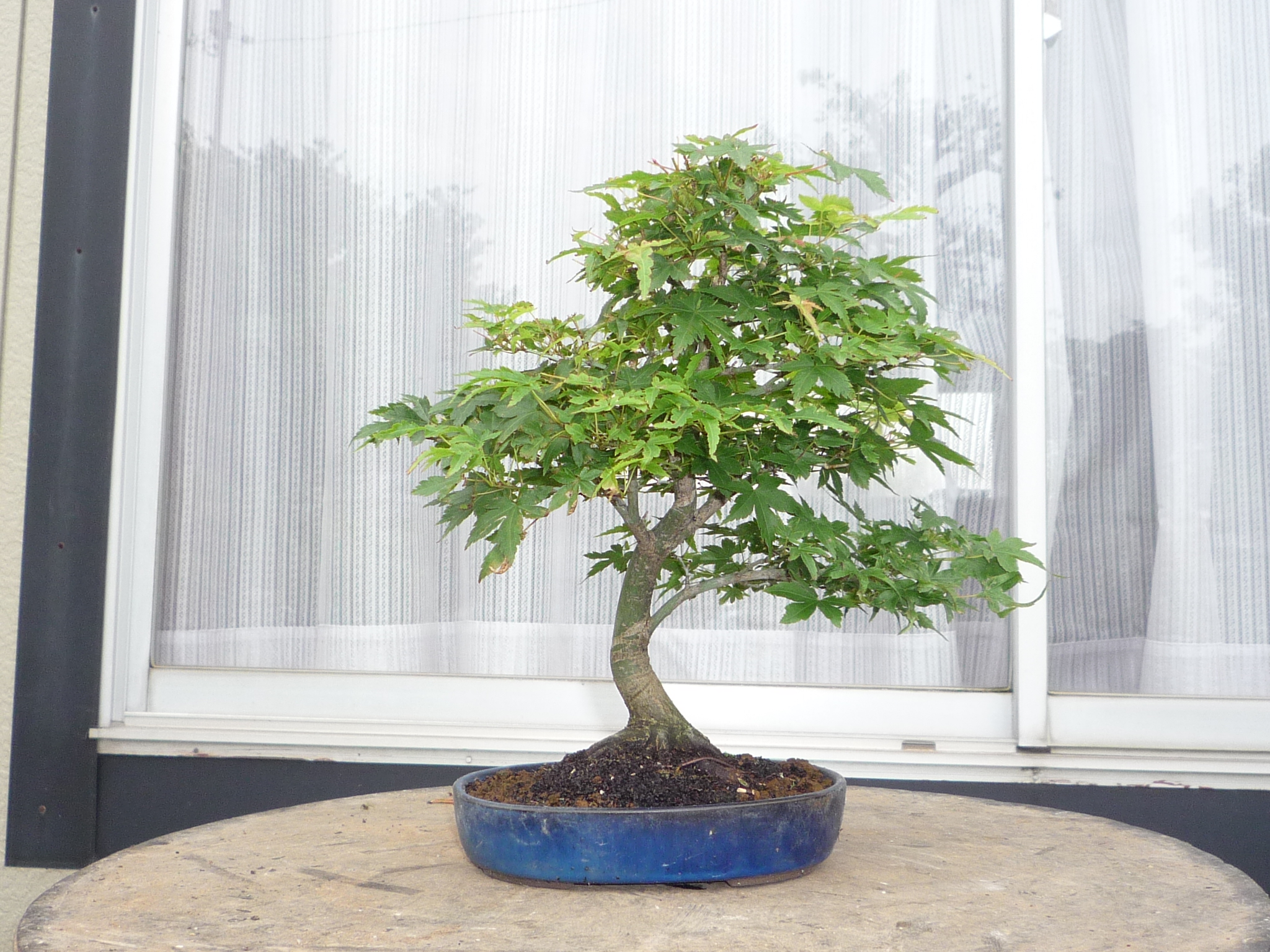 山*己様 鹿島紅葉盆栽！