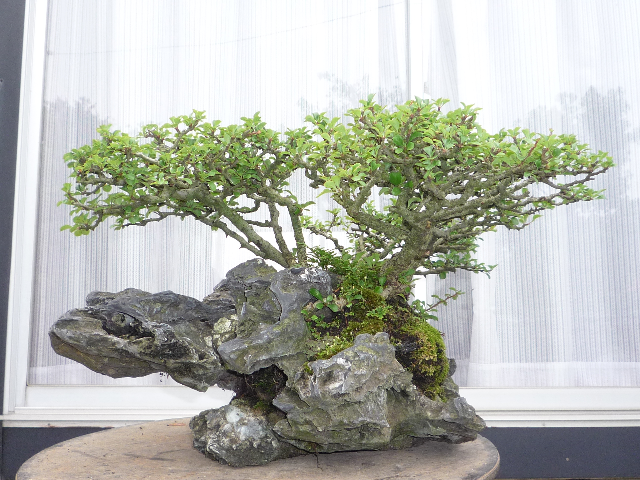 コマユミ、真柏、長寿梅　石付き盆栽 盆栽 特選：こまゆみ(鉢 町直)現品*一点物 コマユミ