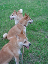 ���󤴡�������������