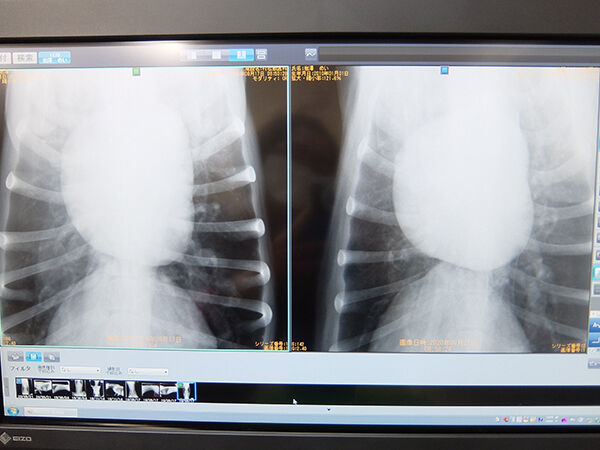 758日目 レントゲンと血液検査 めい日報 旧 保護犬めいのトライアル日報