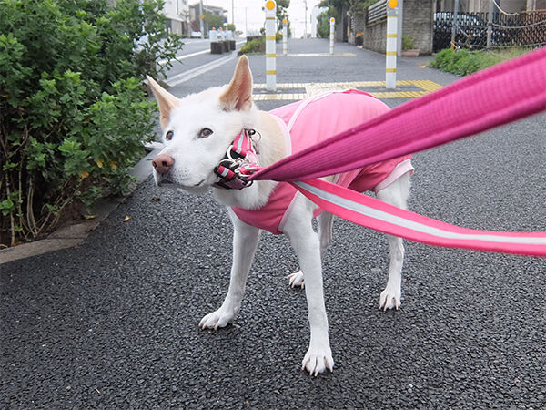 778日目 ウン 固まる めい日報 旧 保護犬めいのトライアル日報