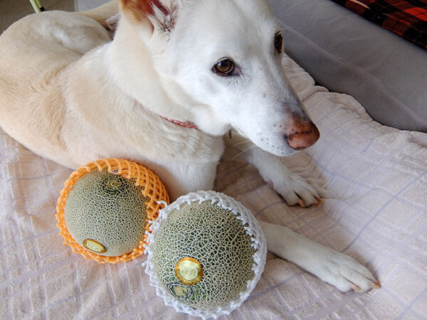 1374日目 メロンが届く めい日報 旧 保護犬めいのトライアル日報