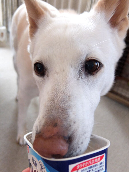 558日目 応援 めい日報 旧 保護犬めいのトライアル日報 558日目 応援 めい日報 旧 保護犬めいのトライアル日報