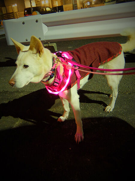 497日目 初詣 めい日報 旧 保護犬めいのトライアル日報 497日目 初詣 めい日報 旧 保護犬めいのトライアル日報