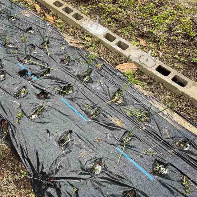 玉ねぎの追肥 マイログ ｍｙ ｌｏｇ