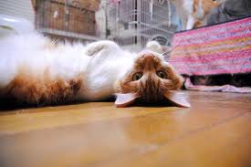 pet sterilization 03