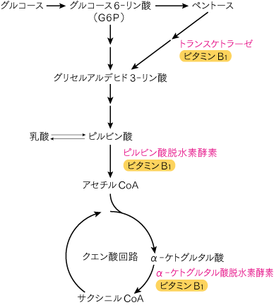 p170ビタミンB1フロー