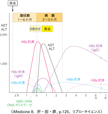 B型肝炎経過図