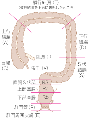 大腸癌01各部の名称