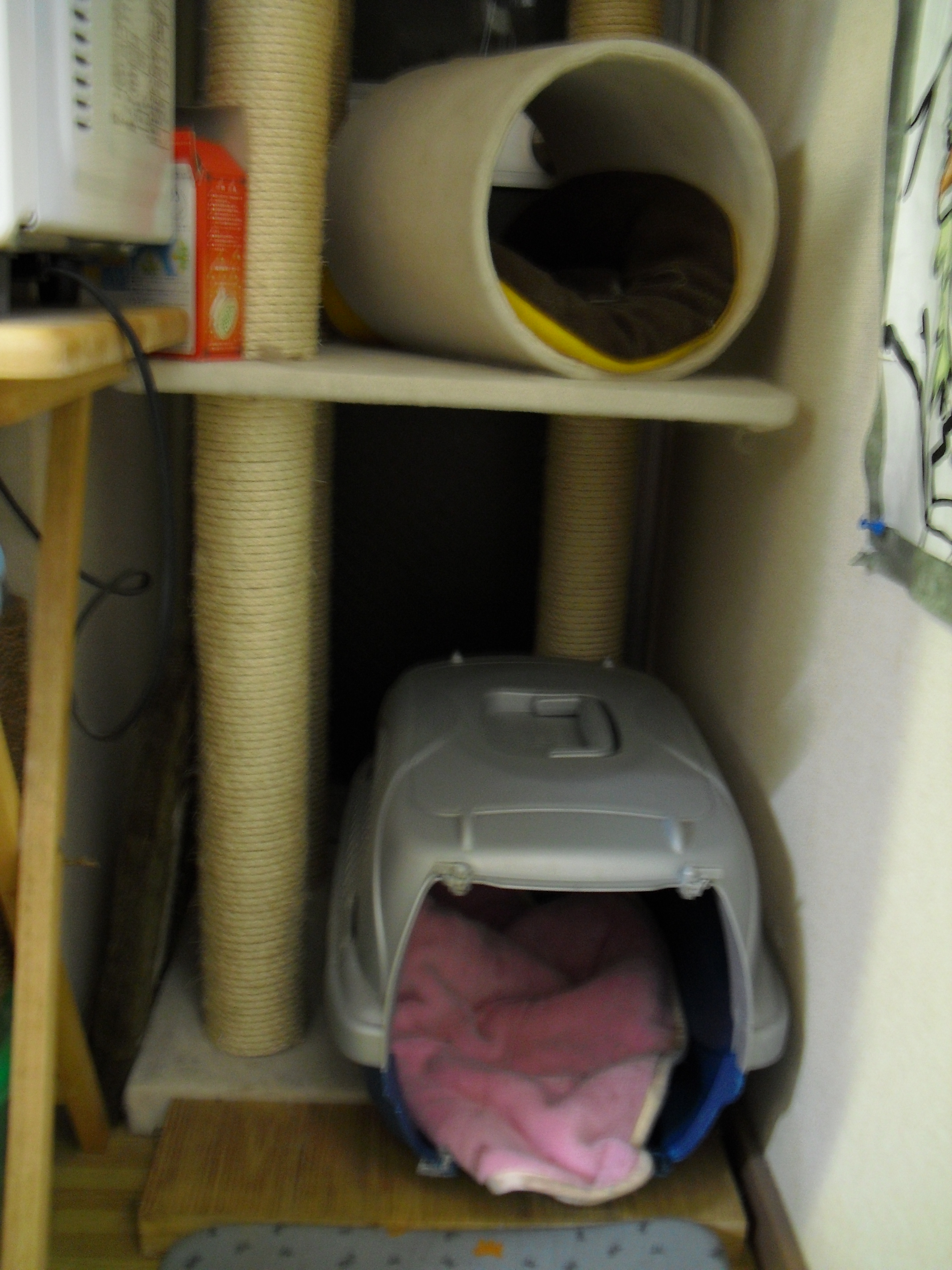 キャットタワーの下には ミニチュアダックスとメインクーンの冒険