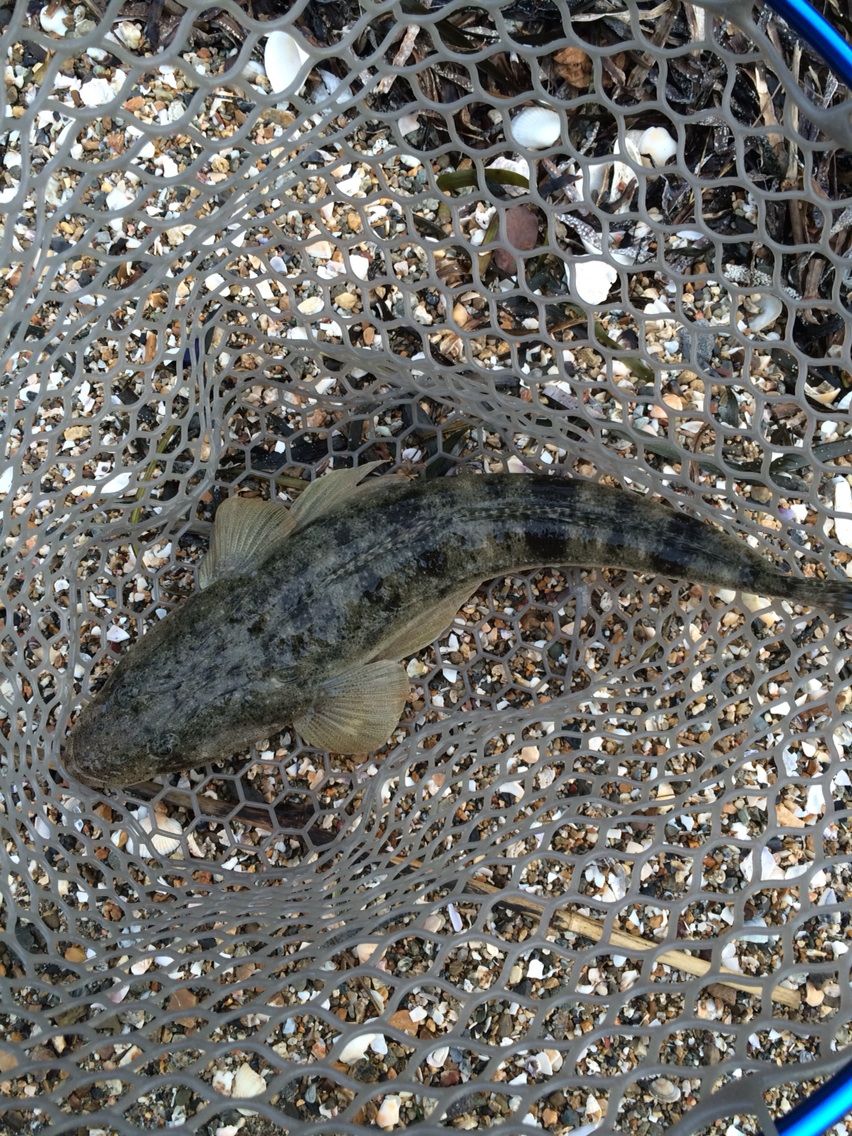 浜名湖釣り チョロ勝ちパンツ キヌガサ用