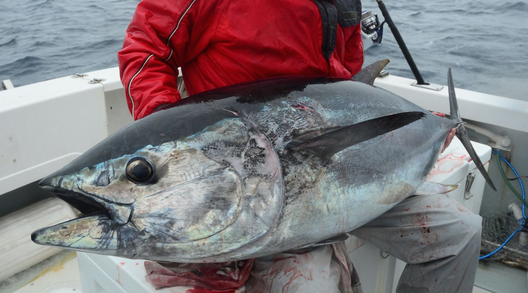 マグロ釣りやめました Www Vetrepro Fr