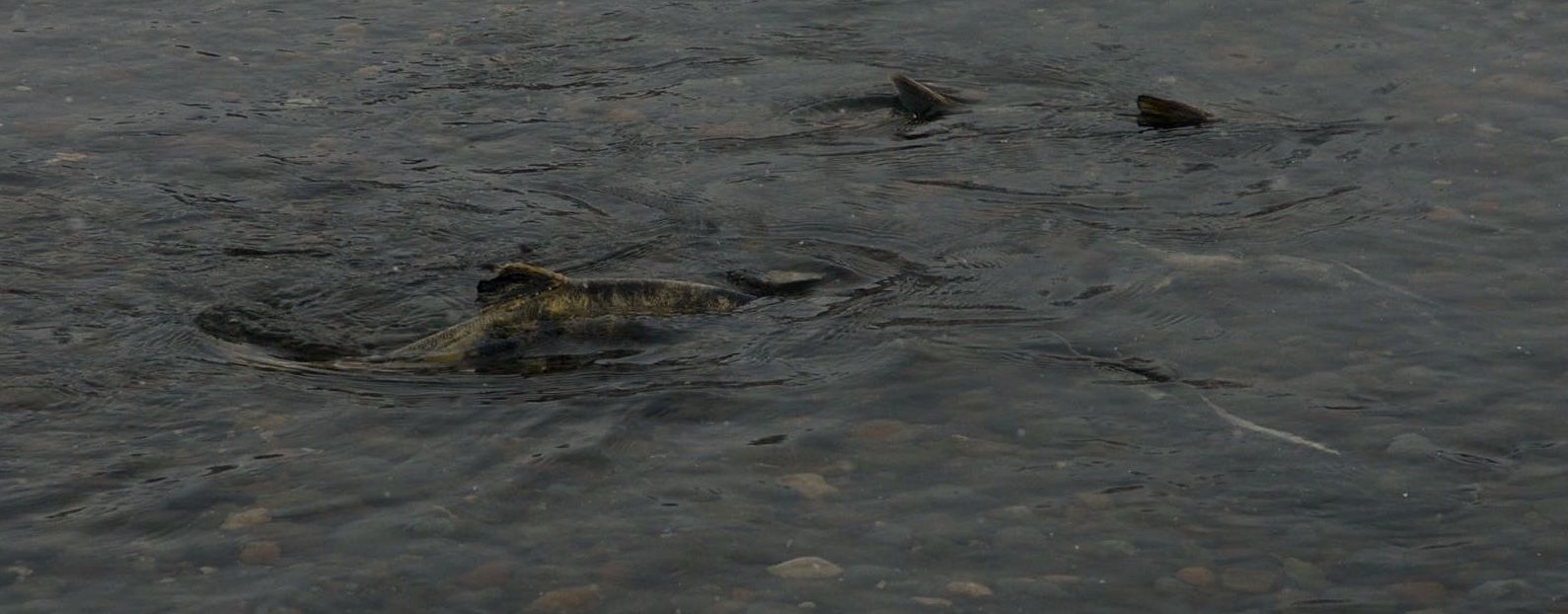 鮭の遡上 三沢で釣日記 By むぅ