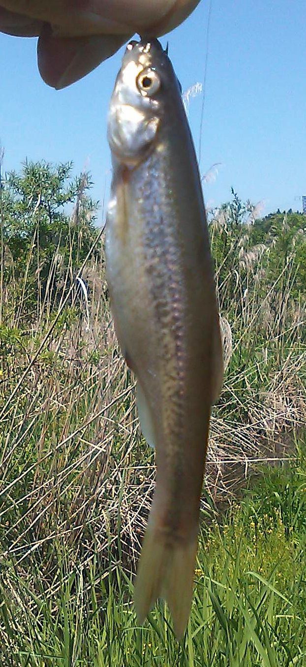 六戸方面姉沼川水系 三沢で釣日記 By むぅ