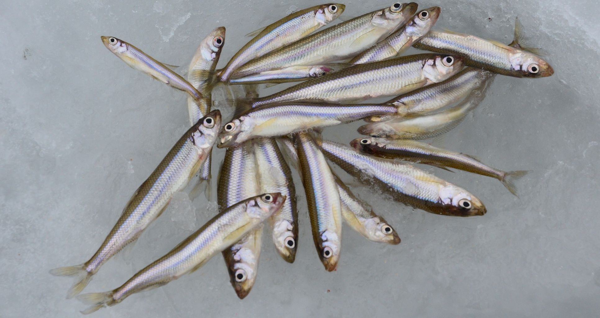 姉沼のワカサギ 三沢近郊の釣り場案内３ 三沢で釣日記 By むぅ