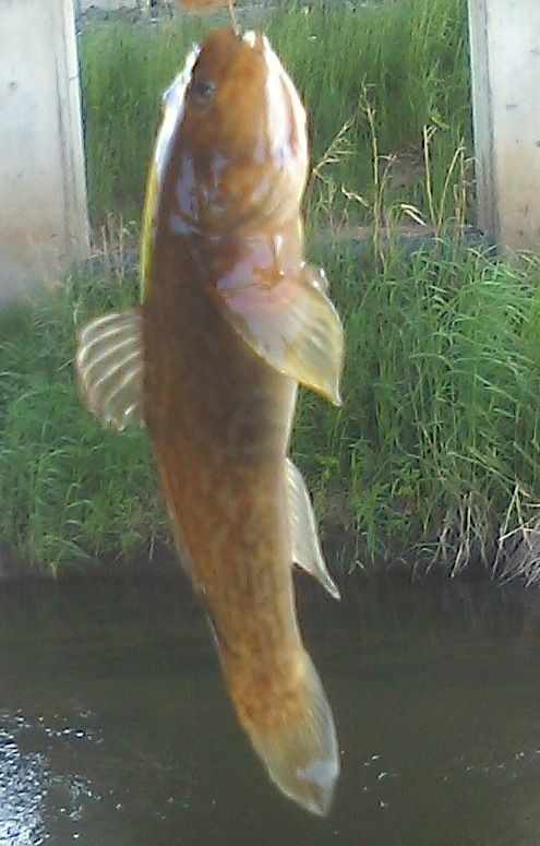 六戸方面姉沼川水系 三沢で釣日記 By むぅ